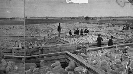 Feilding Saleyards - 1902
