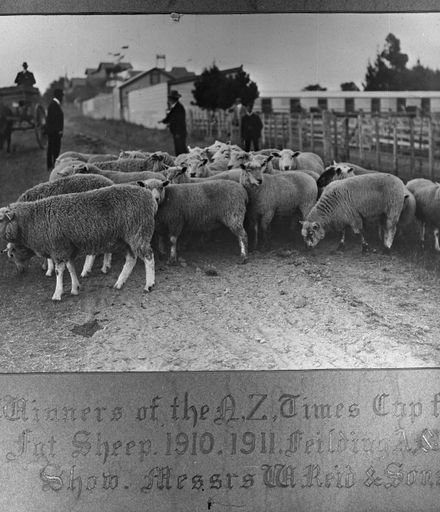 W. Reid & Sons' Prize Sheep, c. 1910
