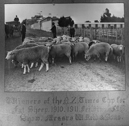 W. Reid & Sons' Prize Sheep, c. 1910