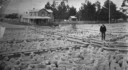 Feilding Saleyards - 1902 : 87-2