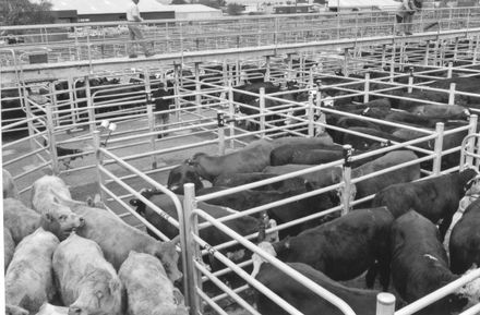 Feilding Saleyards