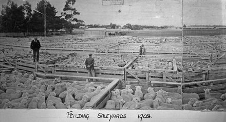 Feilding Saleyards, c. 1902