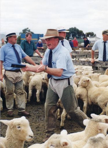 Feilding Saleyards Feilding Saleyards