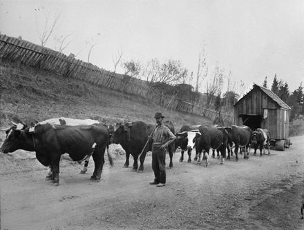 Bullock Team Moving a Pioneer Cottage, c. 1912