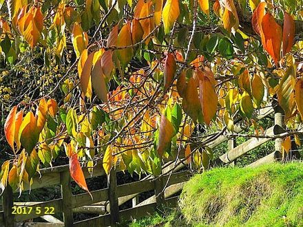 Autumn in Kimbolton - Resource cover image