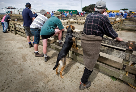 Feilding Saleyards Feilding Saleyards