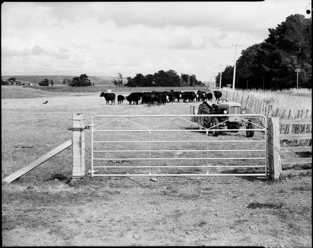 Farm gate, tractor and cattle