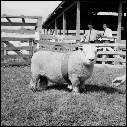 Champion Southdown Ram