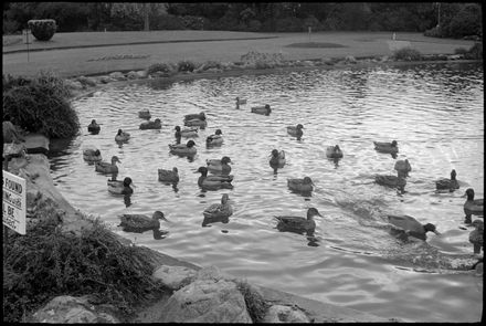 Esplanade Duck Pond