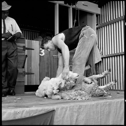 2018N_2017-20_MS000858b - Skilful Shearing