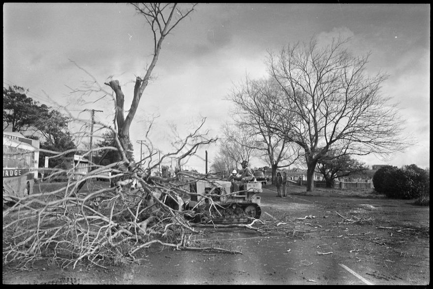 Napier Road Tree Removal