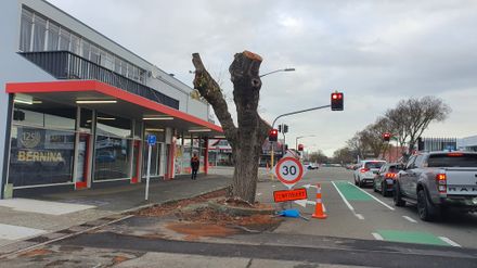 Pruned tree on Victoria Avenue - Resource cover image